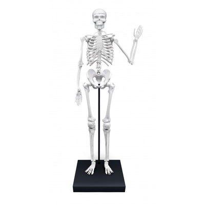 Skeleton 85 cm - Buki